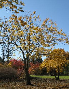 Juglans cinerea