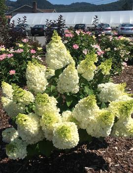 Hydrangea paniculata Moonrock® ('Kolmakilima') (PP29853, CPBR5853)