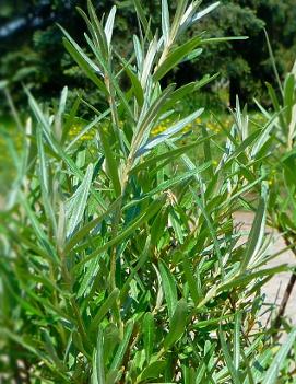 Hippophae rhamnoides 'Lord'