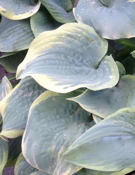 Hosta 'Secret Love'