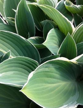 Hosta 'Tom Schmid'