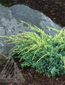 Juniperus squamata 'Holger'