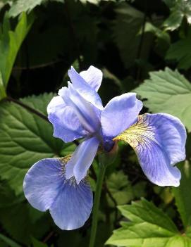 Iris sibirica 'Perry's Blue'