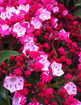 Kalmia latifolia 'Ostbo Red'