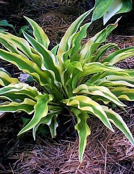 Hosta 'Alakazam' (PP22342)