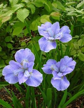 Iris sibirica 'Dear Delight'