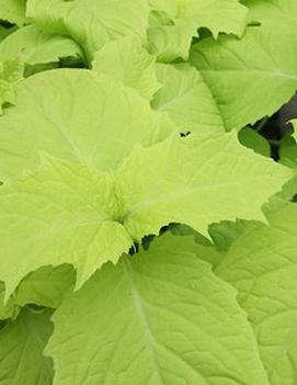 Kirengeshoma palmata 'Margarita'