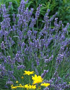 Lavandula x intermedia 'Grosso'