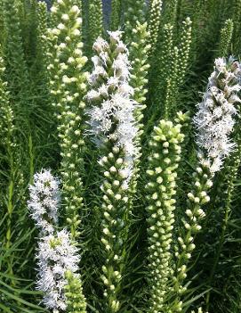 Liatris spicata Floristan White ('Floristan Weiss')