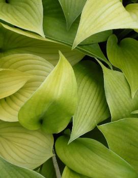 Hosta 'English Sunrise'