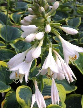 Hosta 'Frances Williams'