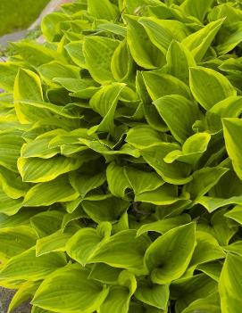 Hosta 'Golden Tiara'