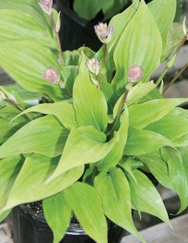 Hosta 'Strawberry Yogurt'