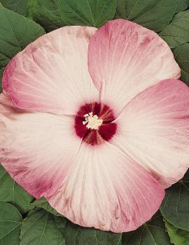 Hibiscus moscheutos Luna™ Pink Swirl ('Balhibpsw') (PPAF)