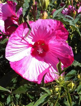 Hibiscus x 'Turn of the Century'