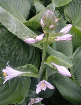 Hosta 'Blue Umbrellas'