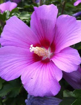 Hibiscus syriacus 'Minerva'