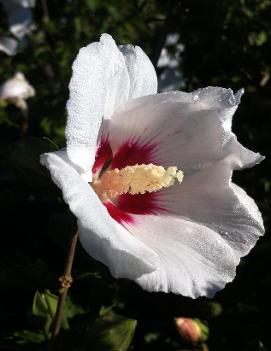 Hibiscus syriacus 'Red Heart'