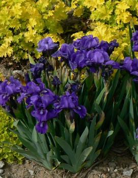 Iris pumila 'Banbury Ruffles'