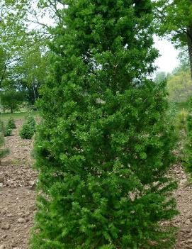 Larix decidua