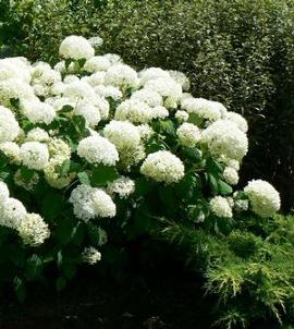 Hydrangea arborescens 'Annabelle'