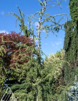 Larix decidua 'Horstmann's Recurva'