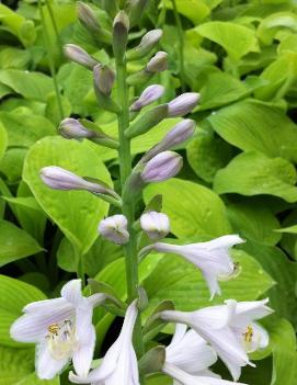 Hosta 'August Moon'