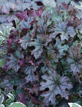 Heucherella x 'Cracked Ice' (PP24690)