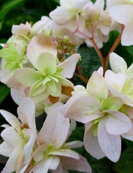 Hydrangea serrata 'Kocho-no-mai'