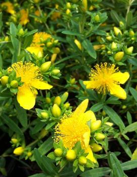 Hypericum kalmianum