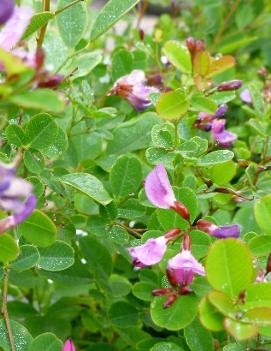 Lespedeza bicolor 'Summer Beauty'