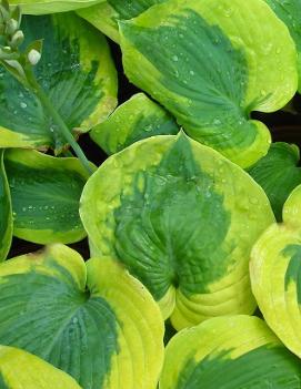 Hosta 'Linda Sue'