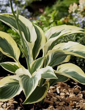 Hosta 'Regal Supreme' (PP19818)