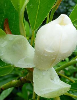 Magnolia virginiana Moonglow® ('Jim Wilson') (PP12065)