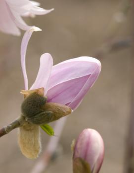 Magnolia stellata 'Centennial' (PP22248)