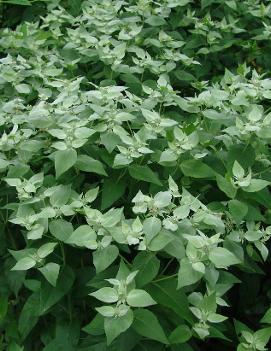 Pycnanthemum muticum