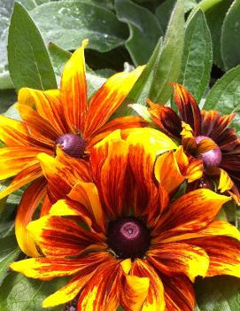 Rudbeckia hirta 'Rustic Colours'