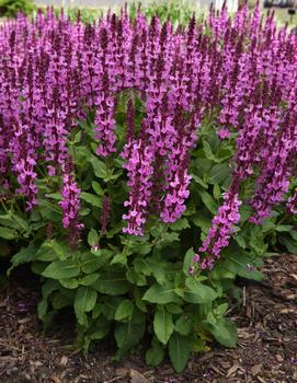 Salvia nemorosa 'Rose Marvel' (PP30118)