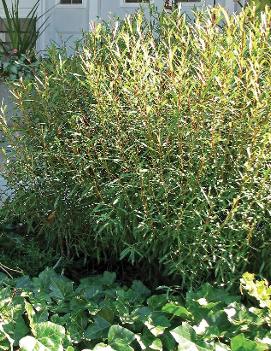 Salix purpurea 'Nana'