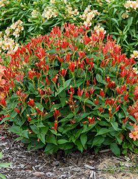 Spigelia marilandica 'Ragin Cajun'