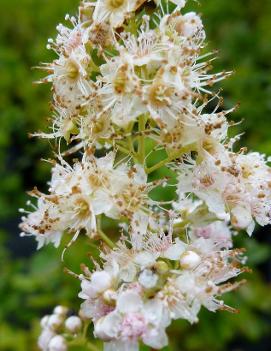 Spiraea latifolia