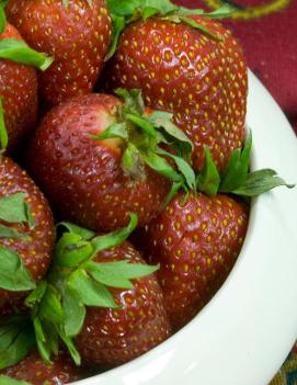 Strawberry 'Ozark Beauty'