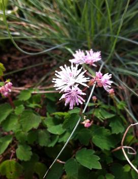 Thalictrum kiusianum