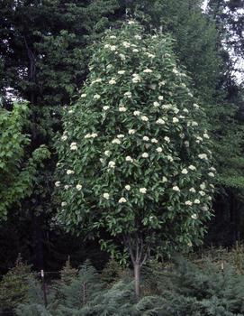 Sorbus thuringiaca 'Fastigiata'