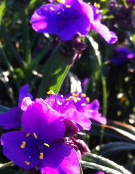 Tradescantia x 'Concord Grape'