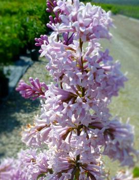 Syringa x chinensis 'Saugeana'