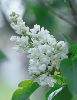 Syringa vulgaris 'Alba'