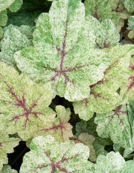 Tiarella x 'Mystic Mist' (PP21282, PVR)