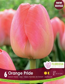Tulip 'Orange Pride'