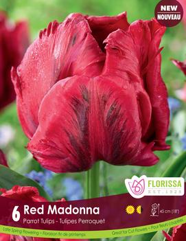 Tulip 'Red Madonna'